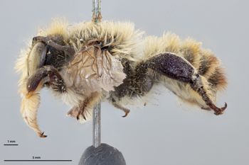 Media type: image;   Entomology 785774 Aspect: habitus lateral view